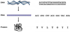 DNASequence