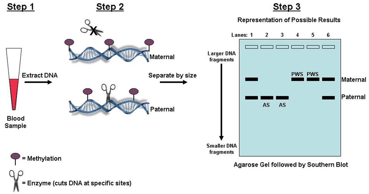 dna diagnostics center test results