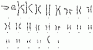 This is a karyotype, or map, of the human chromosomes. You can see each set of chromosomes matched up from biggest (chromosome 1) to smallest (chromosome 22). We can think of each chromosome as a volume in an encyclopedia with two copies of each chromosome.