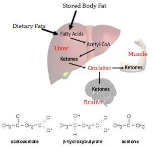 DisruptiveNutrition