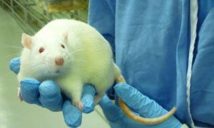 Laboratory rat