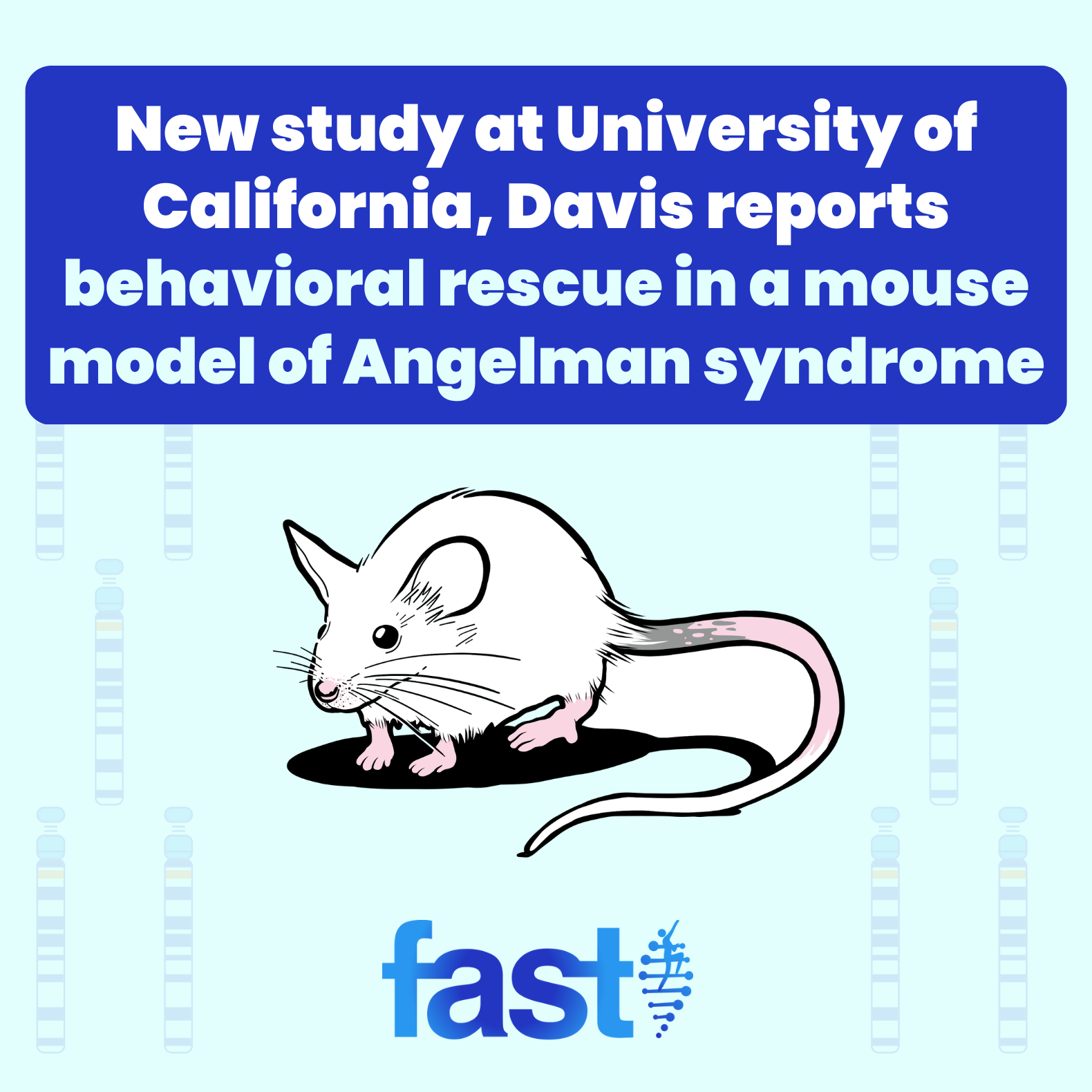 New study at University of California, Davis reports behavioral rescue in a mouse model of Angelman syndrome, with a drawing of a mouse